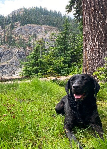 Image of a black dog