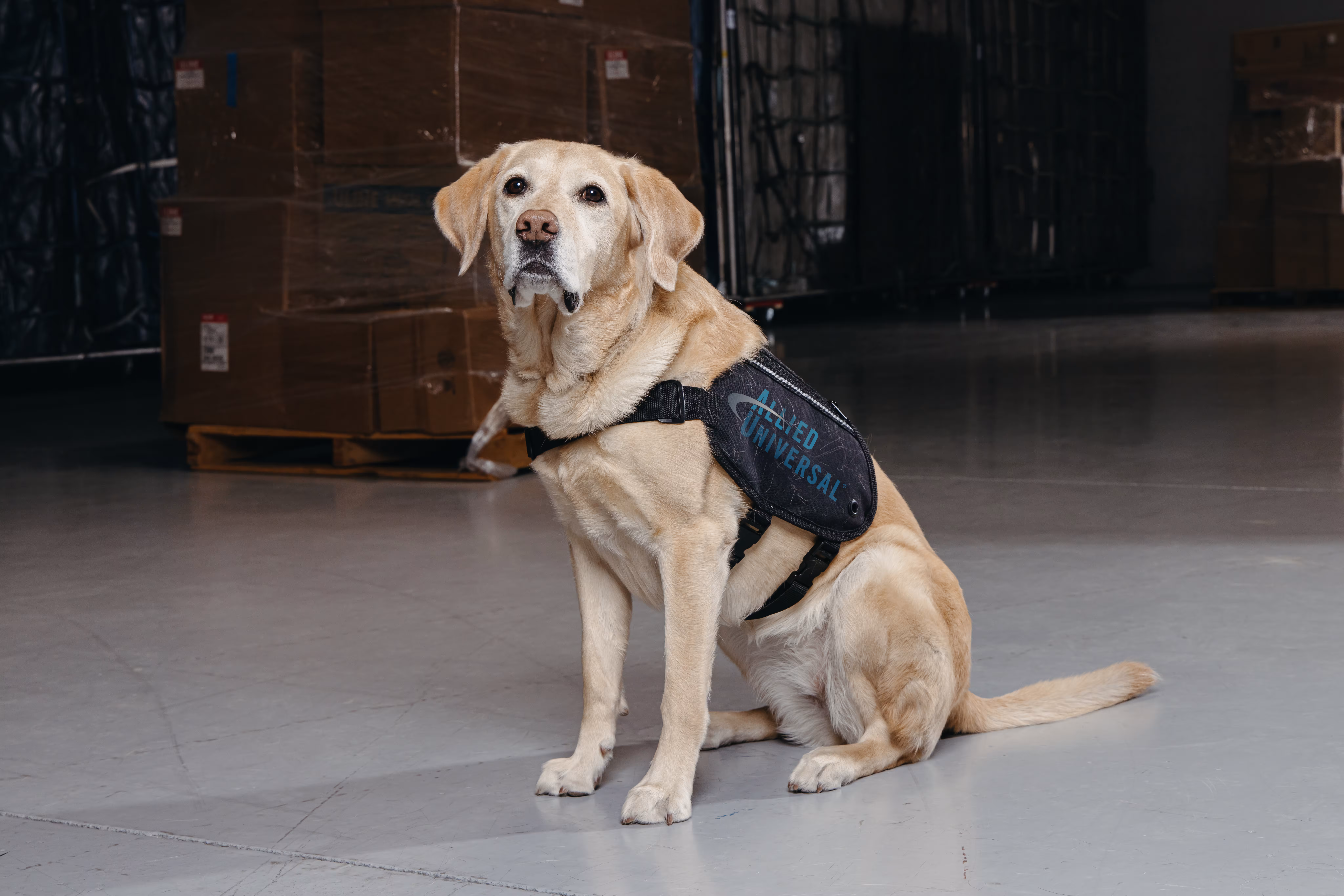 Image of a dog