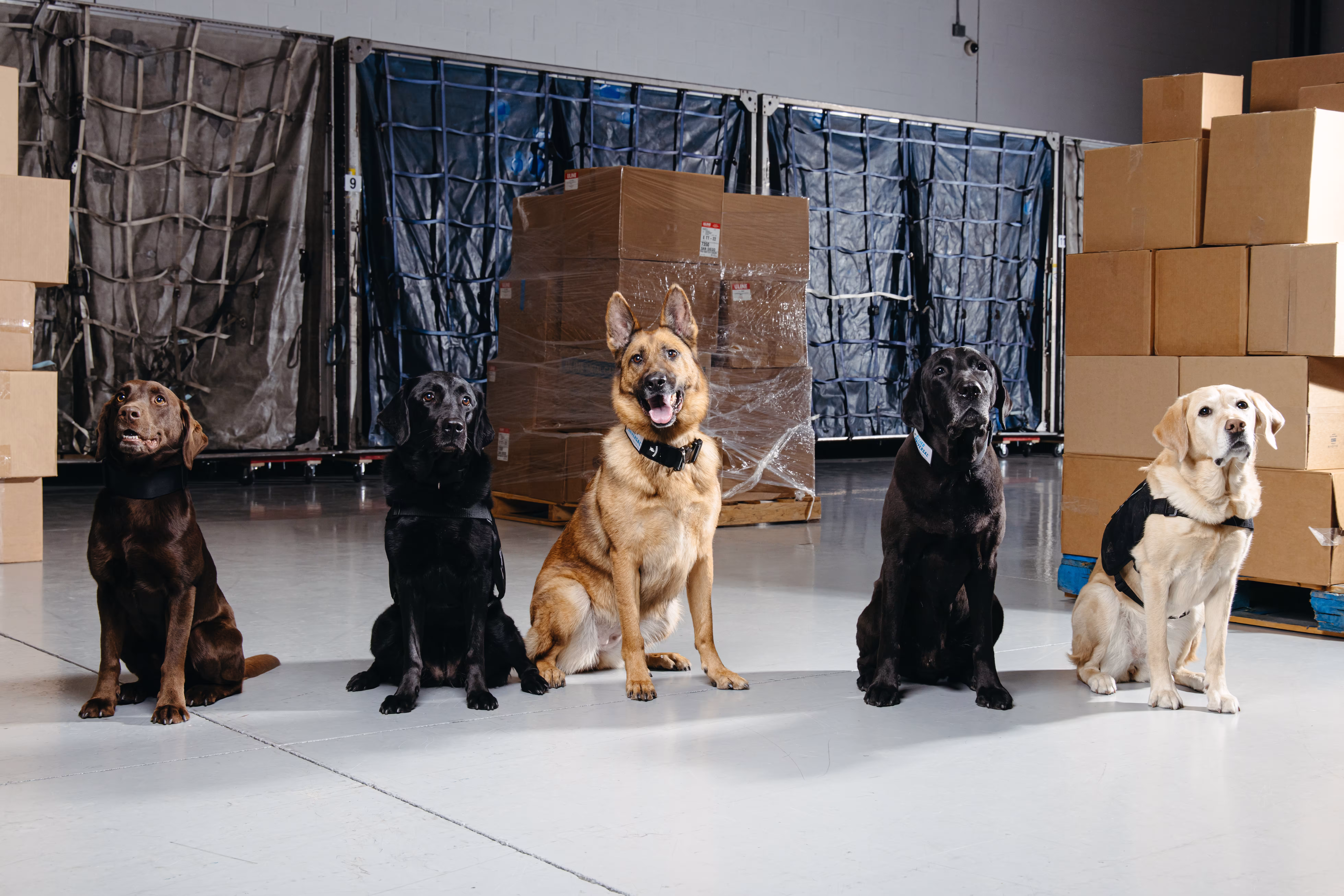 5 canines